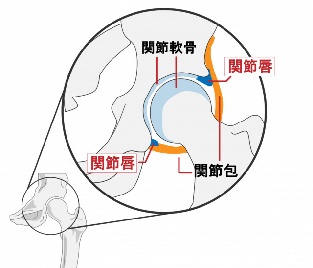 膝関節の画像